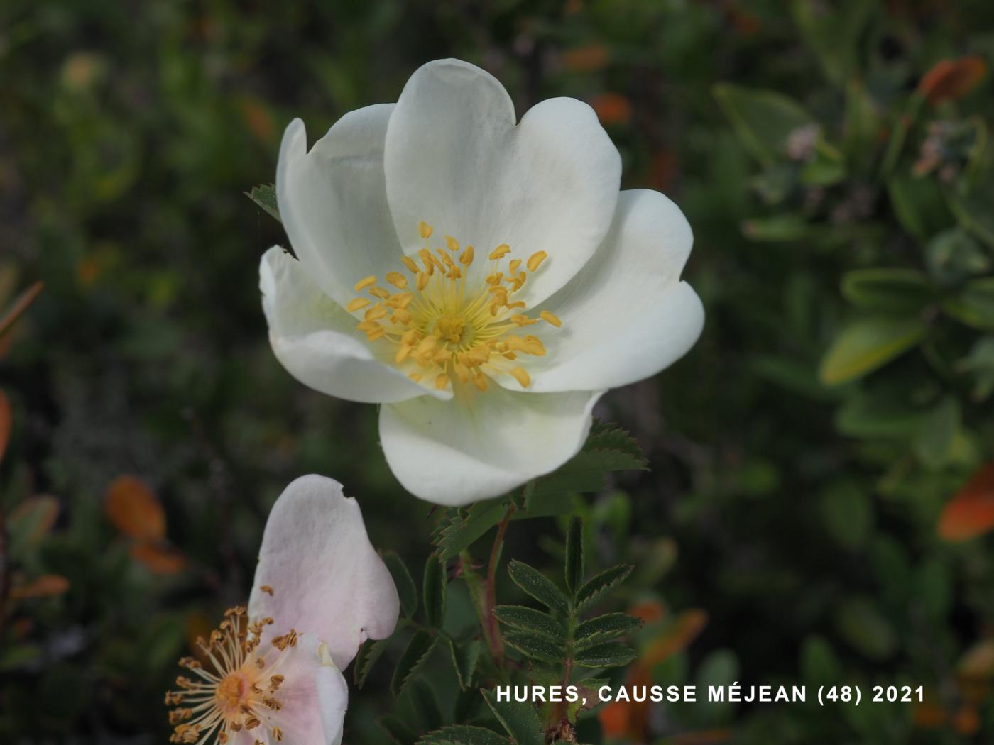 Rose, Burnet flower